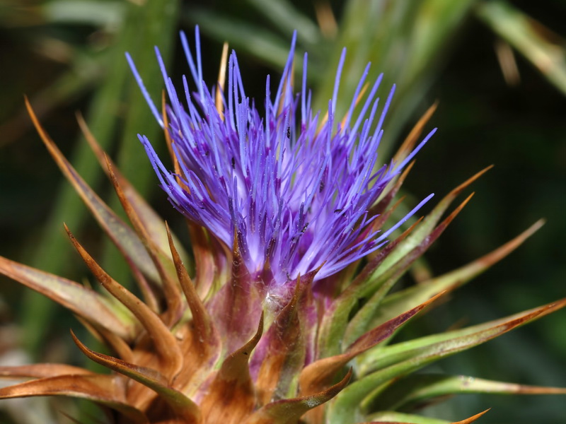 Cynara algabiensis.12