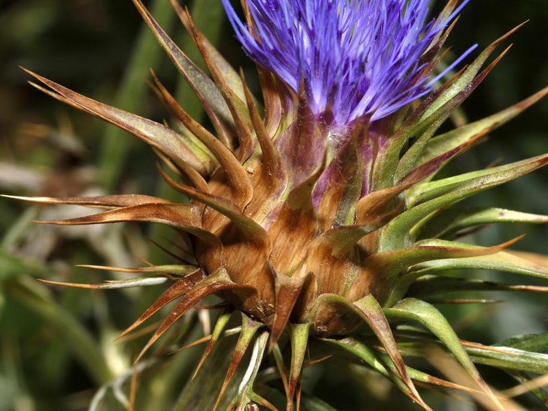 Cynara algabiensis.14