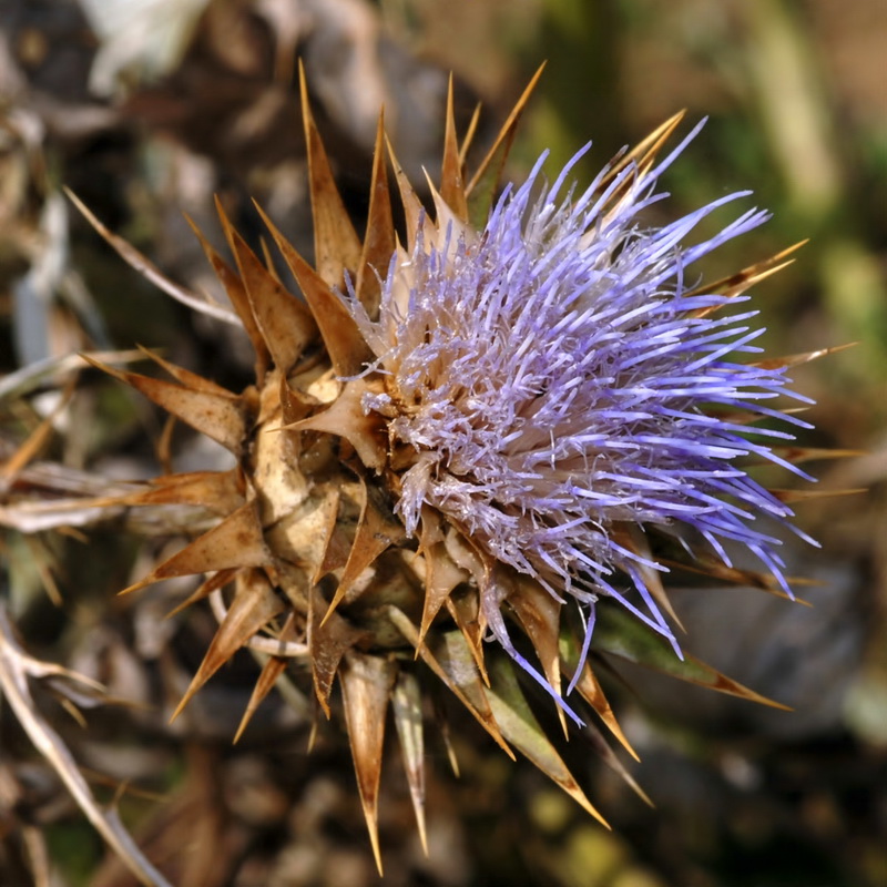 Cynara algabiensis.15