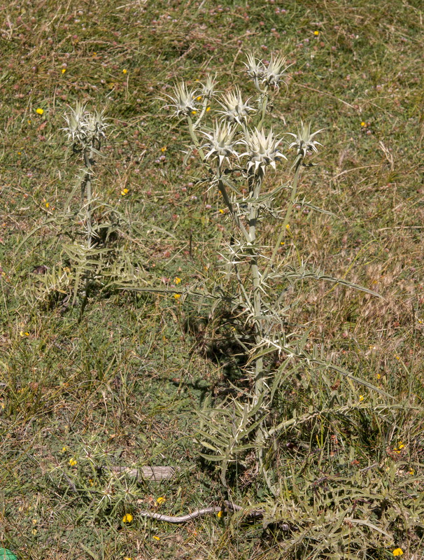 Cynara baetica.02