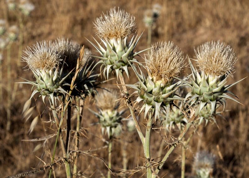 Cynara baetica.08