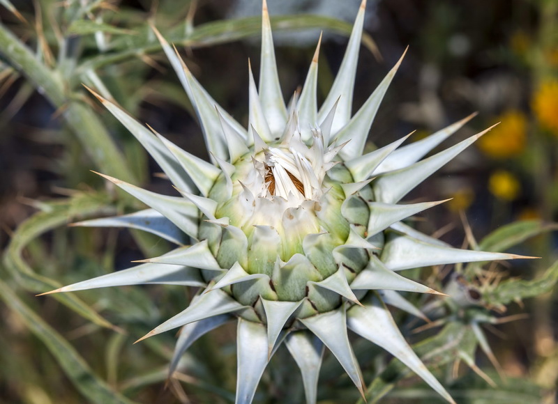 Cynara baetica.09