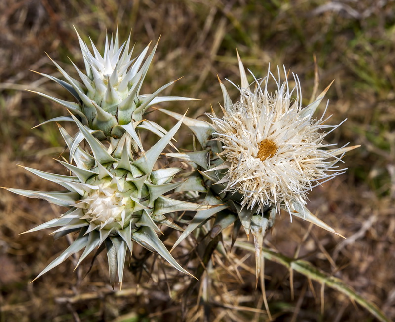 Cynara baetica.13