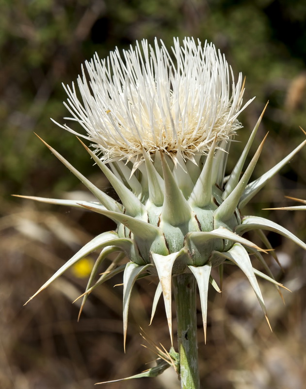 Cynara baetica.17