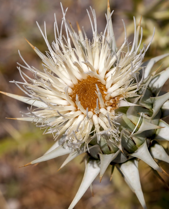 Cynara baetica.19