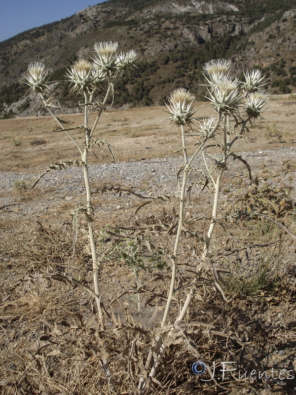 Cynara baetica.20