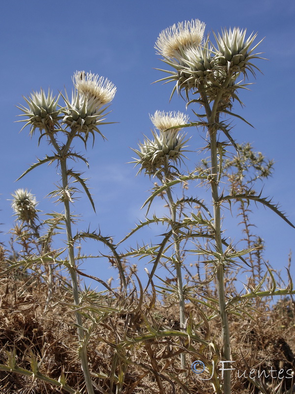 Cynara baetica.21