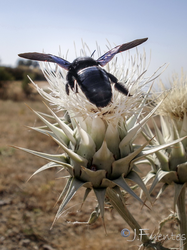 Cynara baetica.23