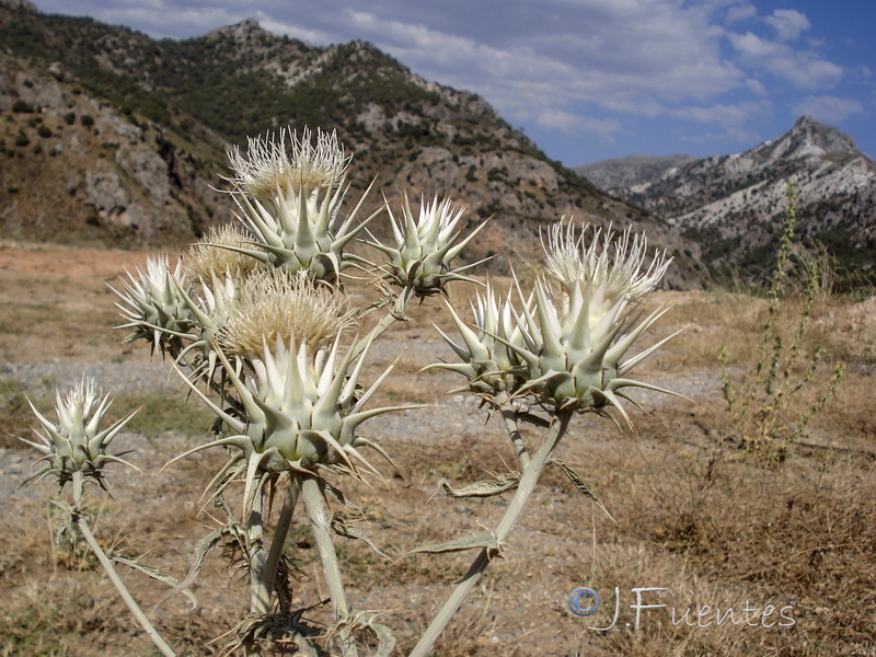 Cynara baetica.27