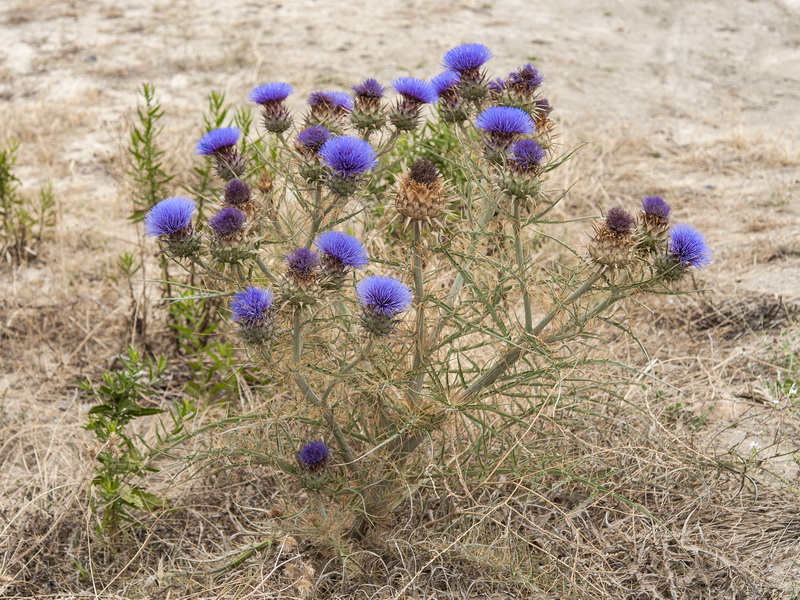 Cynara cardunculus flavescens.01