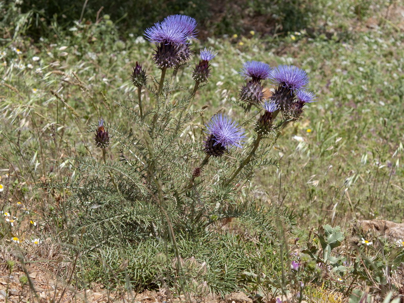 Cynara humilis.01