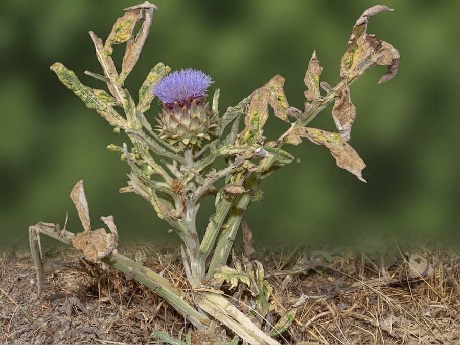 Cynara scolymus.01b