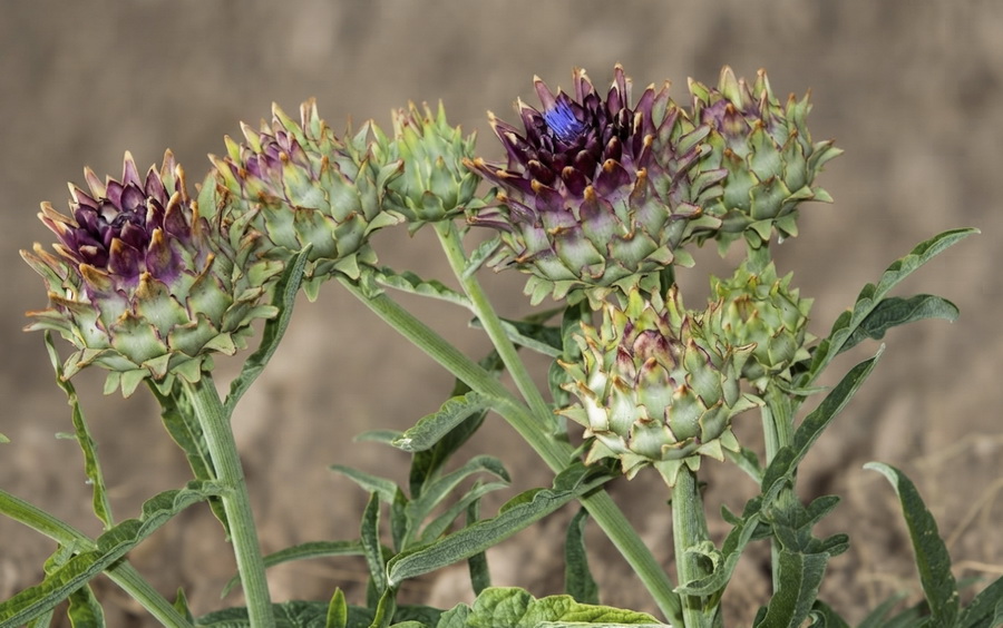Cynara scolymus.06b