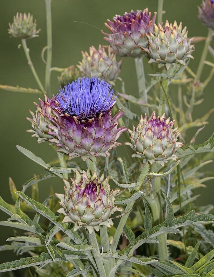 Cynara scolymus.07b