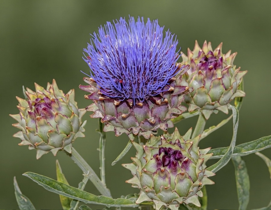 Cynara scolymus.08b