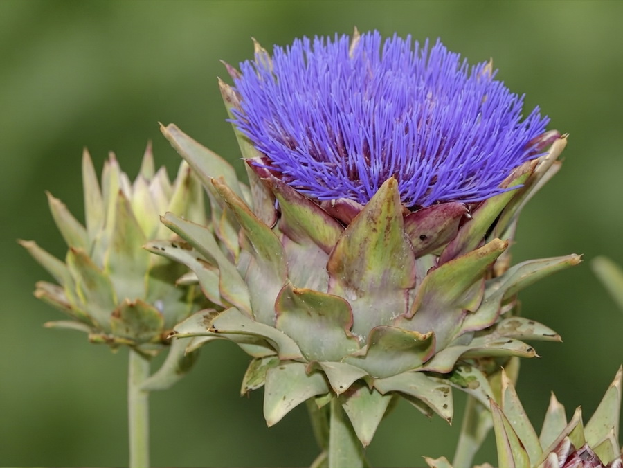 Cynara scolymus.12b
