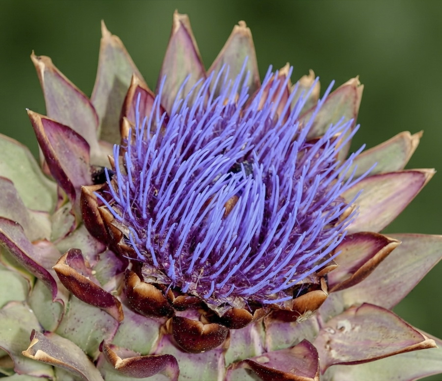 Cynara scolymus.14b
