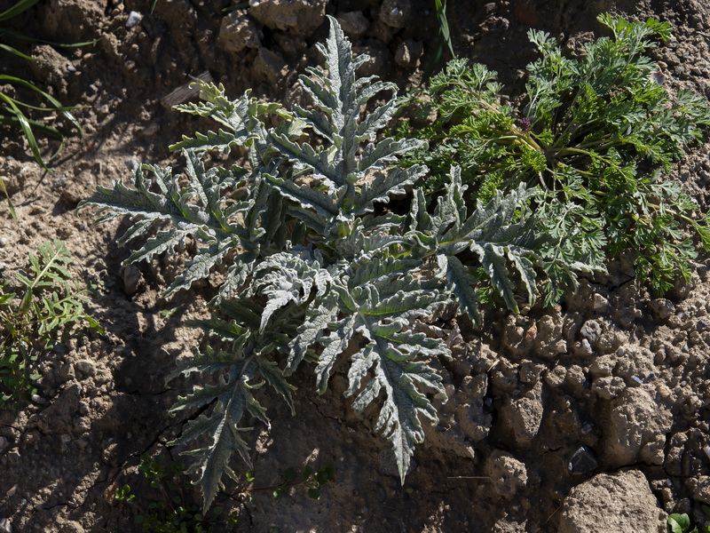 Cynara scolymus.17