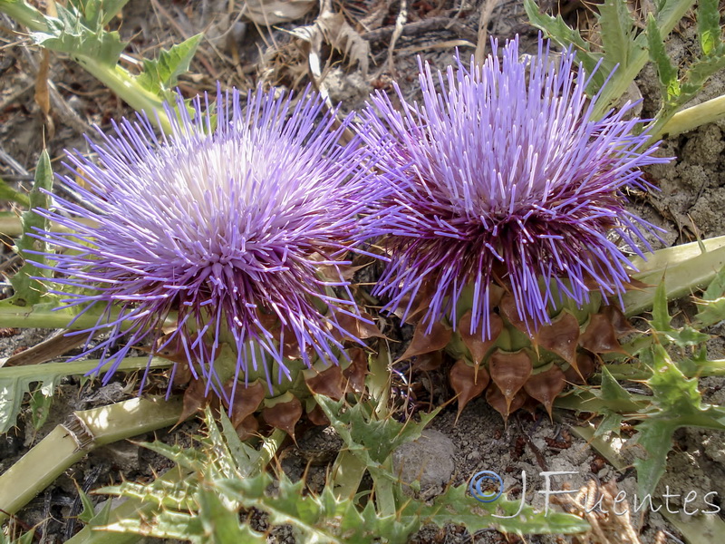 Cynara tournefortii.15