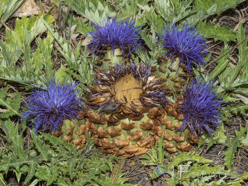 Cynara tournefortii.25