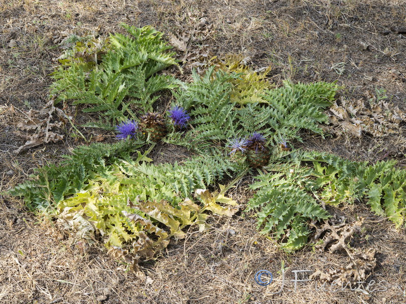 Cynara tournefortii.26