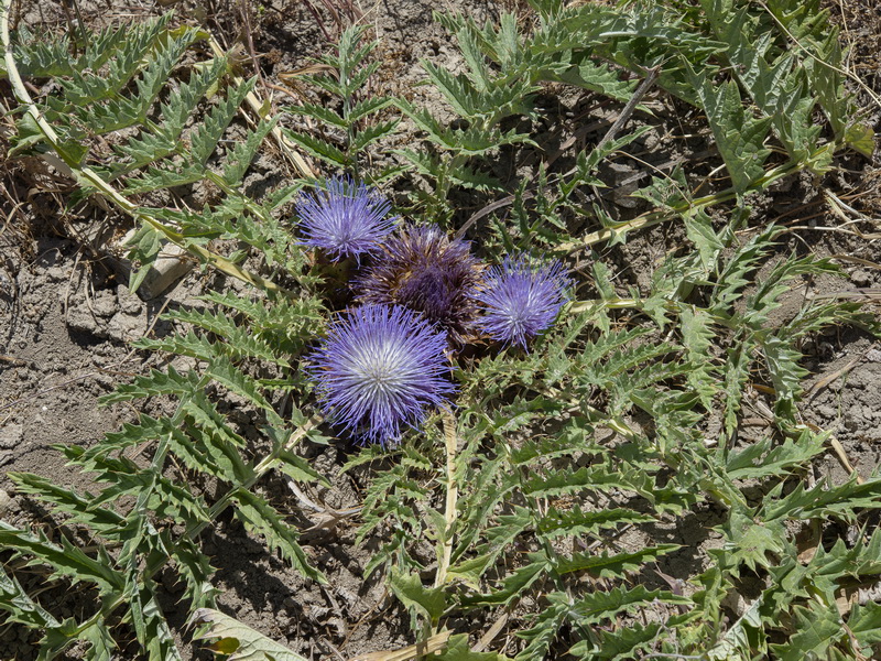 Cynara tournefortii.31