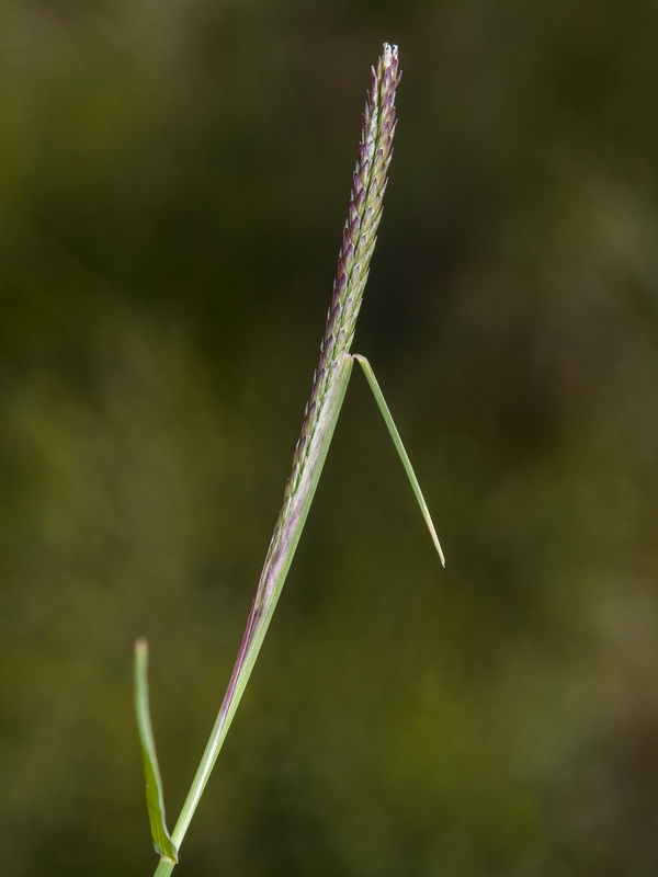 Cynodon dactylon.05