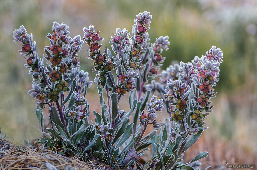 Cynoglossum cheirifolium