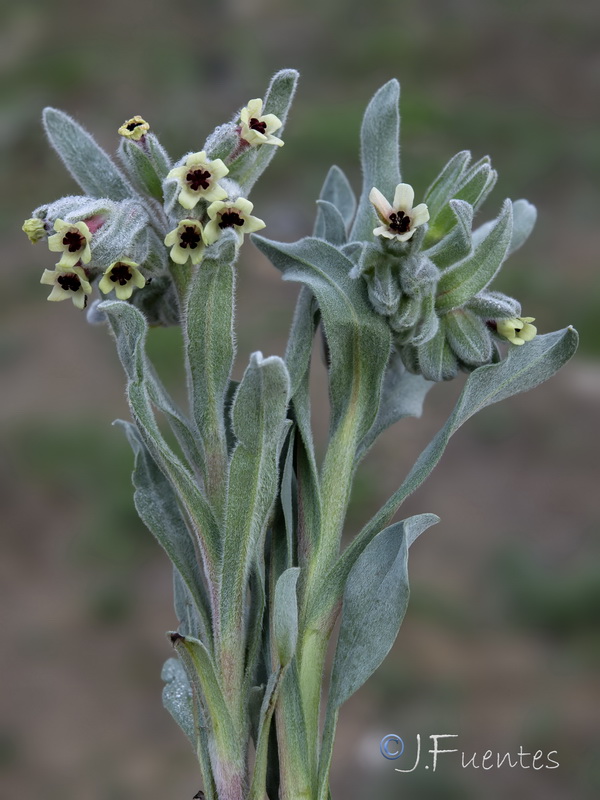 Cynoglossum cheirifolium.41