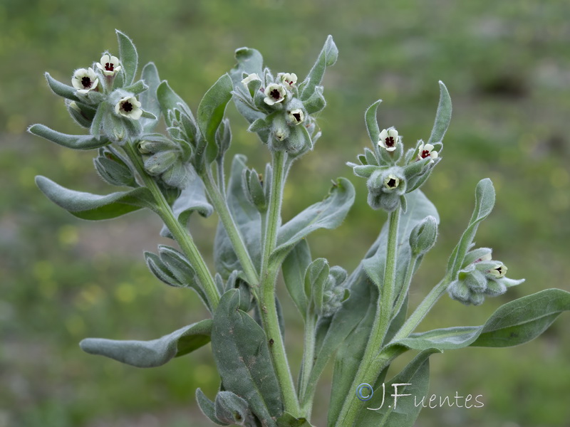 Cynoglossum cheirifolium.42