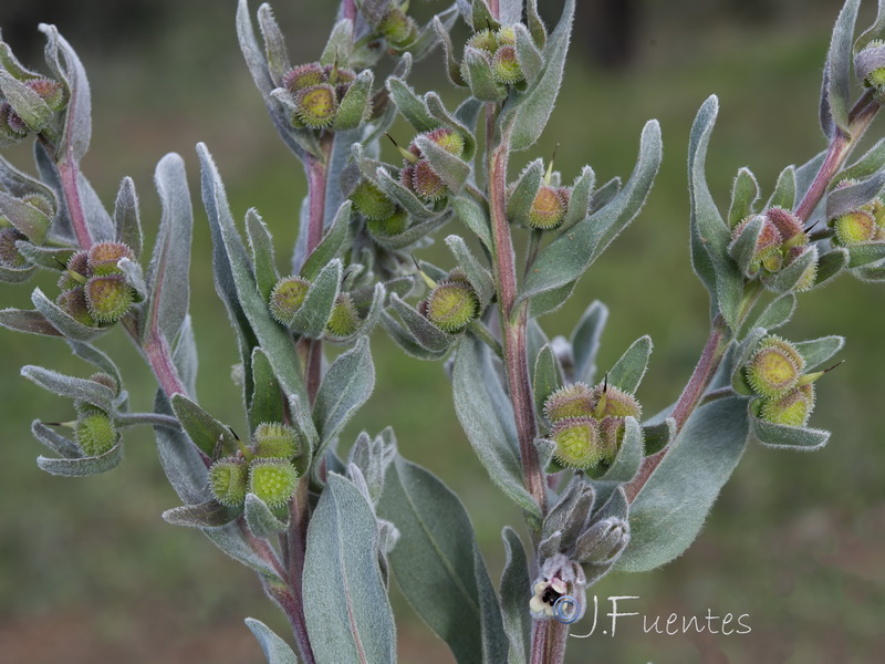 Cynoglossum cheirifolium cheirifolium.21