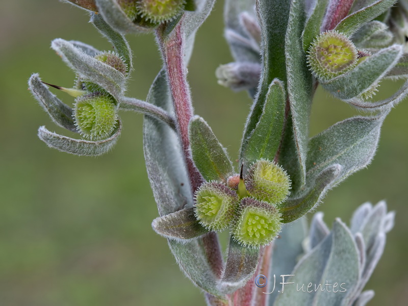 Cynoglossum cheirifolium.44
