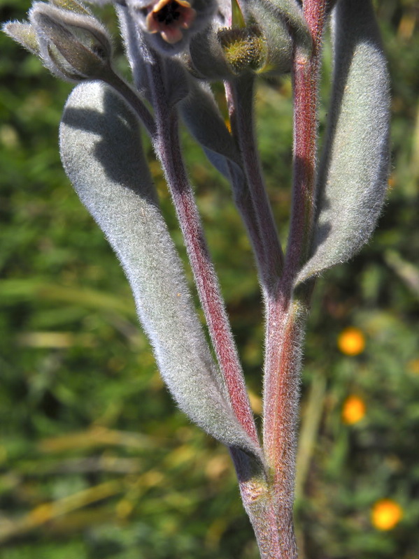 Cynoglossum cheirifolium cheirifolium.04