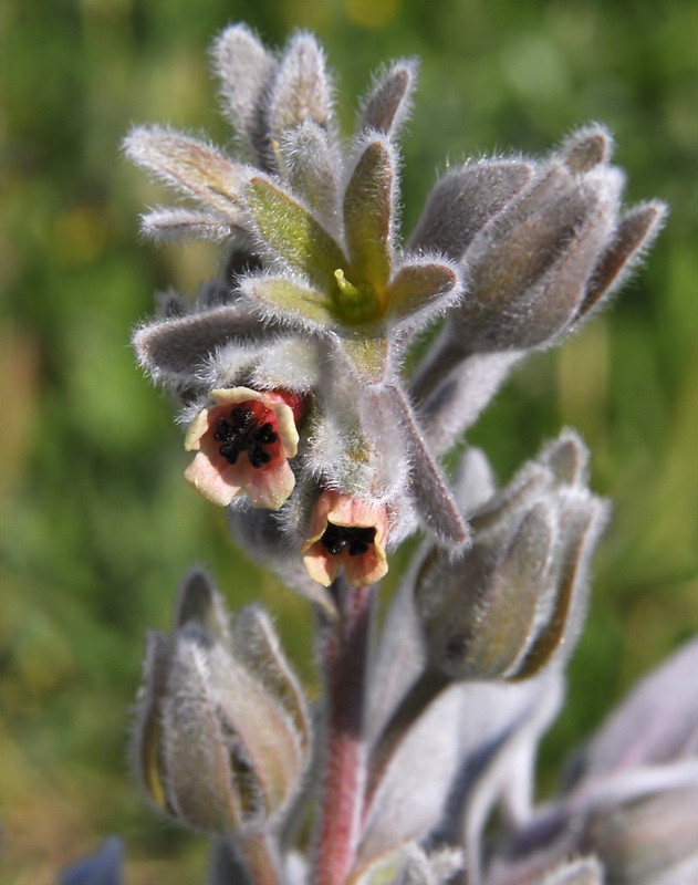 Cynoglossum cheirifolium cheirifolium.05