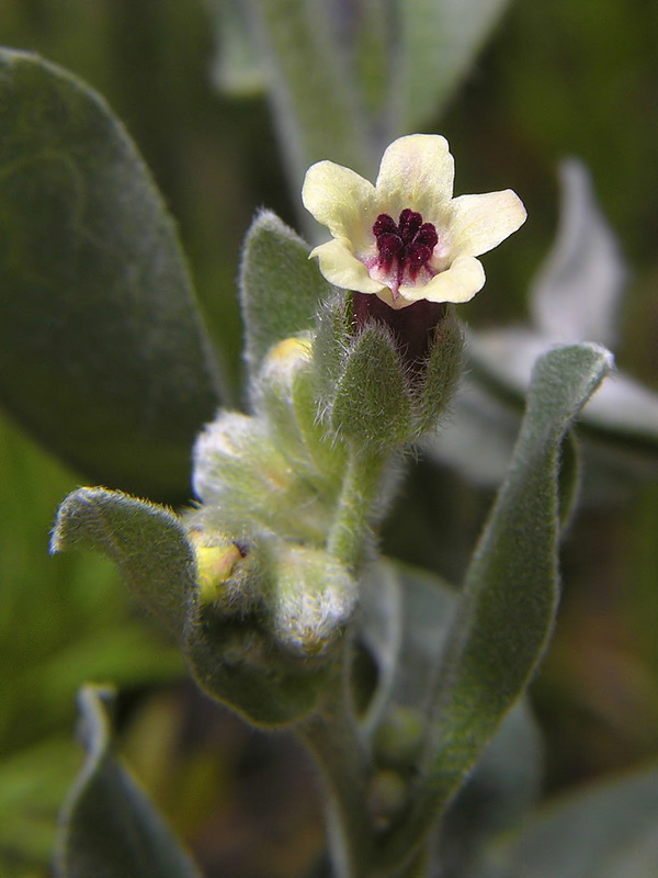 Cynoglossum cheirifolium cheirifolium.13