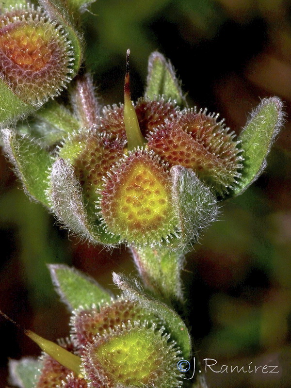 Cynoglossum cheirifolium cheirifolium.21