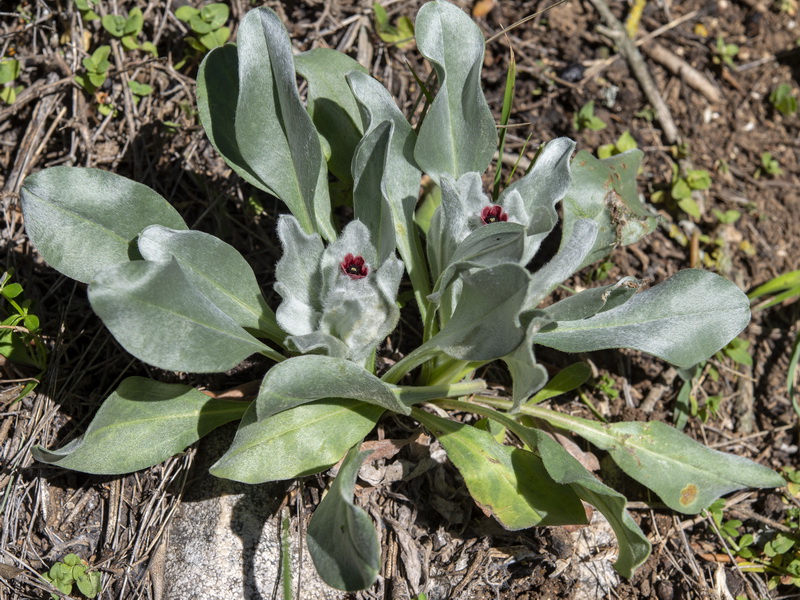 Cynoglossum cheirifolium heterocarpum.01