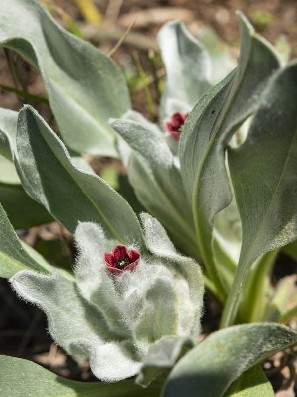 Cynoglossum cheirifolium heterocarpum.03