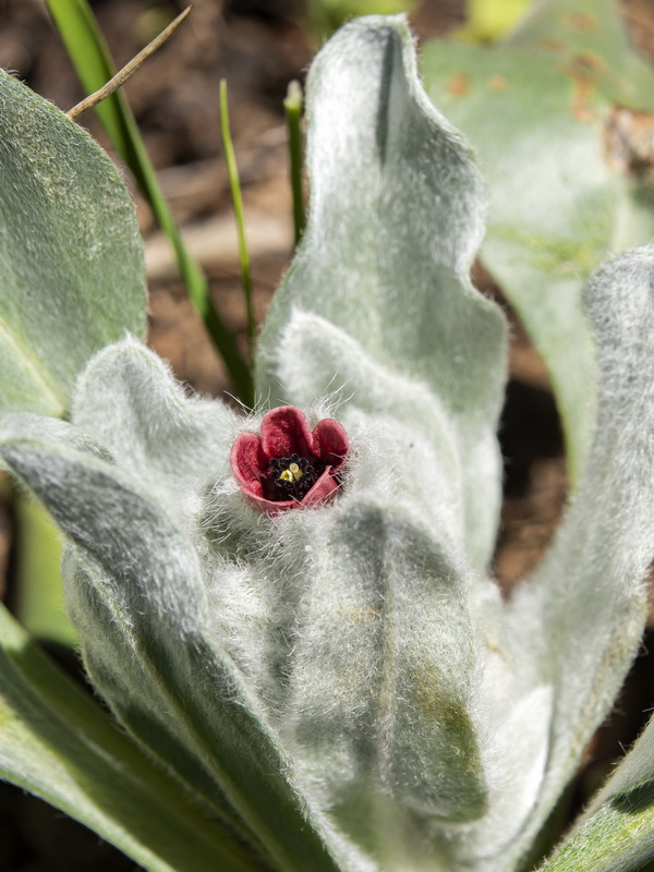 Cynoglossum cheirifolium heterocarpum.03