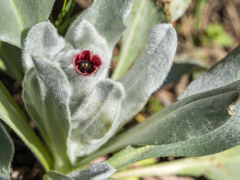 Cynoglossum cheirifolium heterocarpum.04