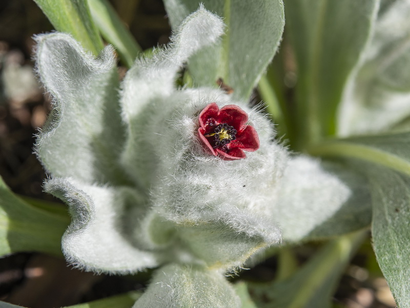 Cynoglossum cheirifolium heterocarpum.05