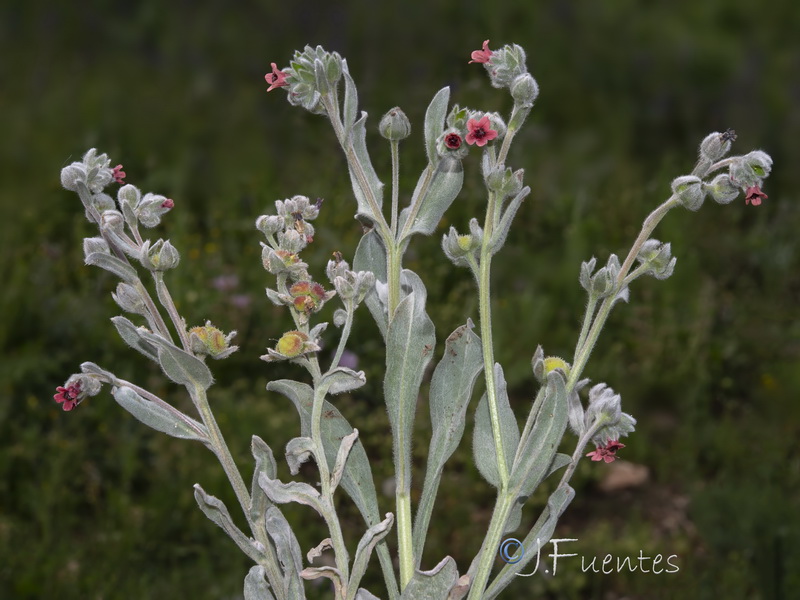 Cynoglossum cheirifolium heterocarpum.07