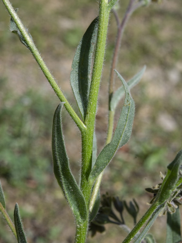 Cynoglossum clandestinum.14