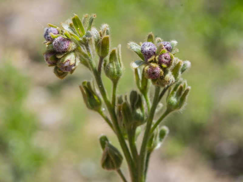 Cynoglossum clandestinum.15