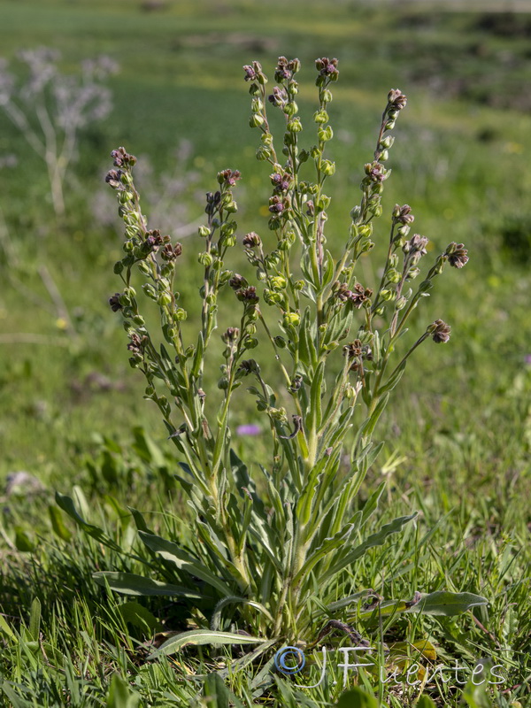 Cynoglossum clandestinum.20