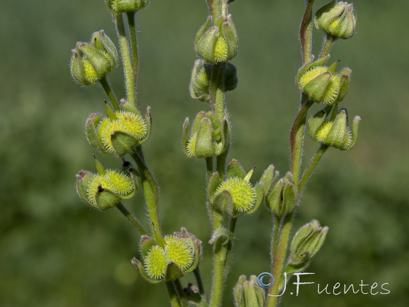 Cynoglossum clandestinum.22