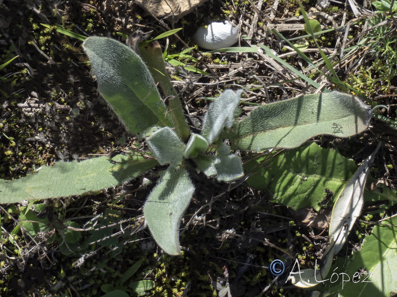 Cynoglossum clandestinum.26