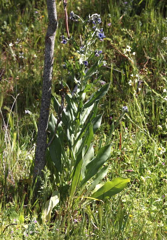 Cynoglossum creticum.01