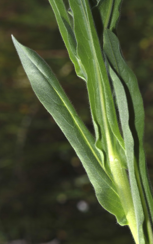 Cynoglossum creticum.05