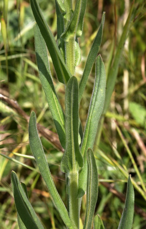 Cynoglossum creticum.06